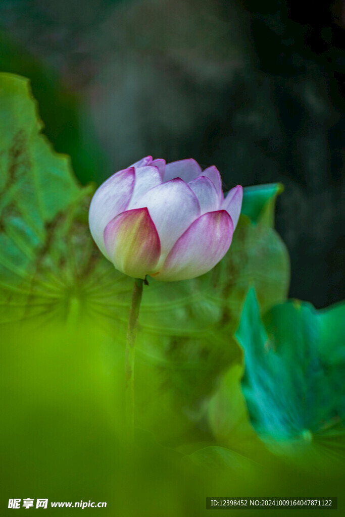 荷花