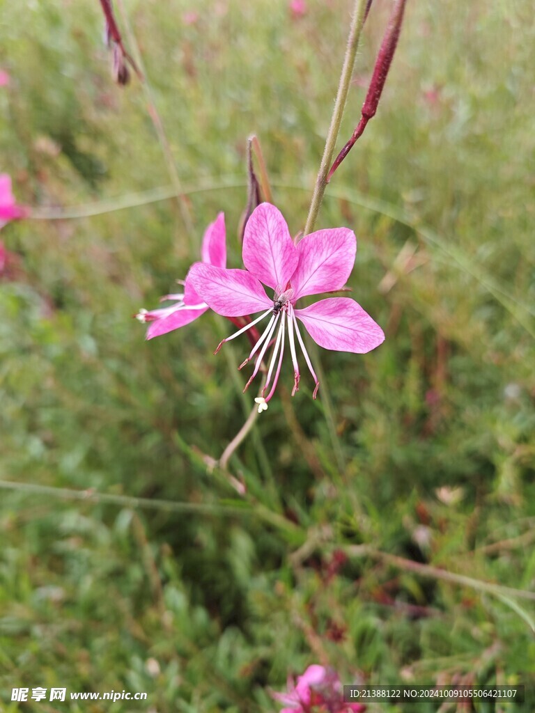 千岛花 玉蝶花