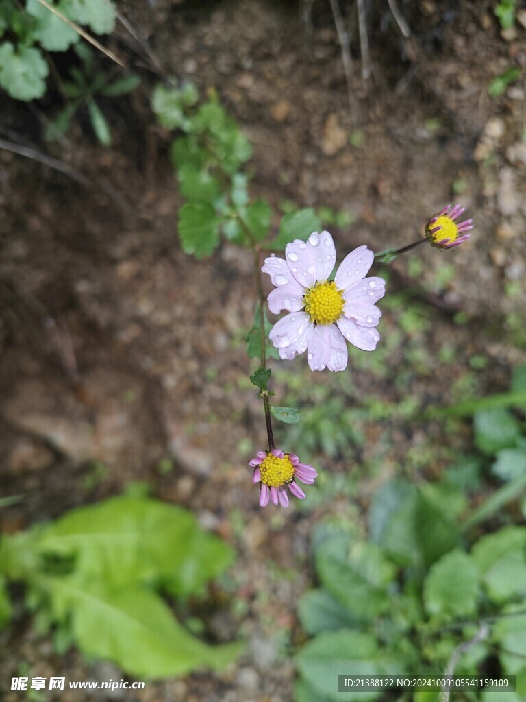 小红菊 野菊花