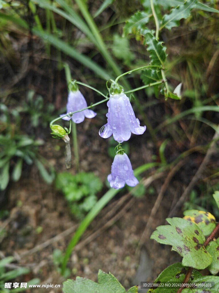 铃儿草  铃铛花