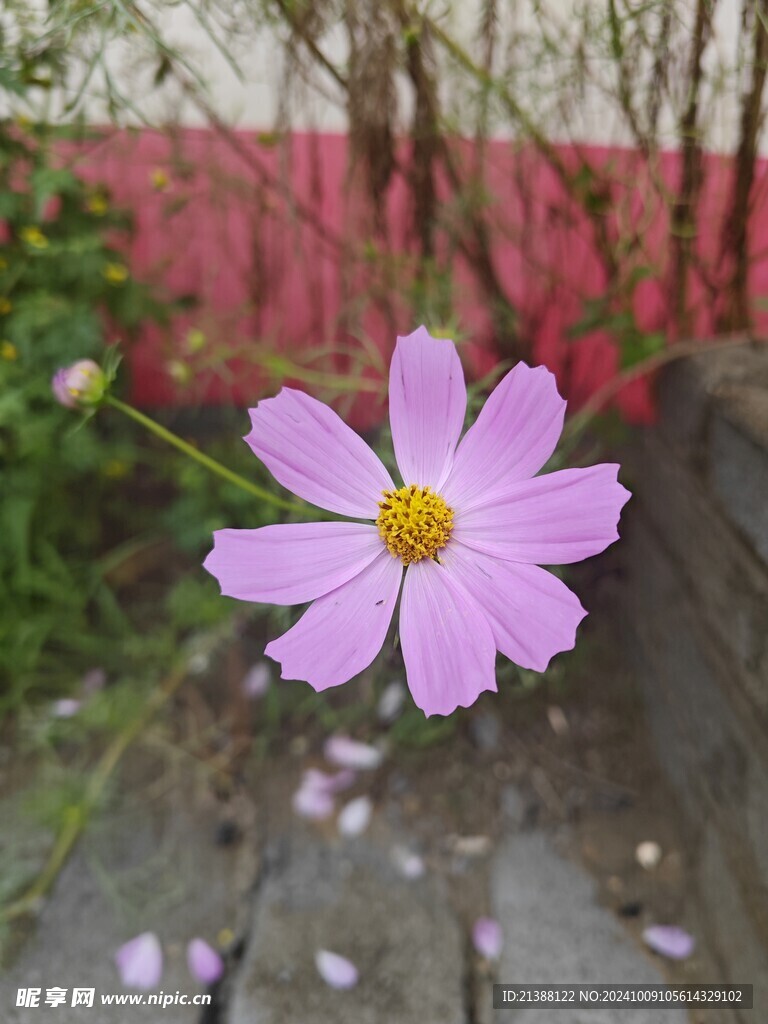 格桑花