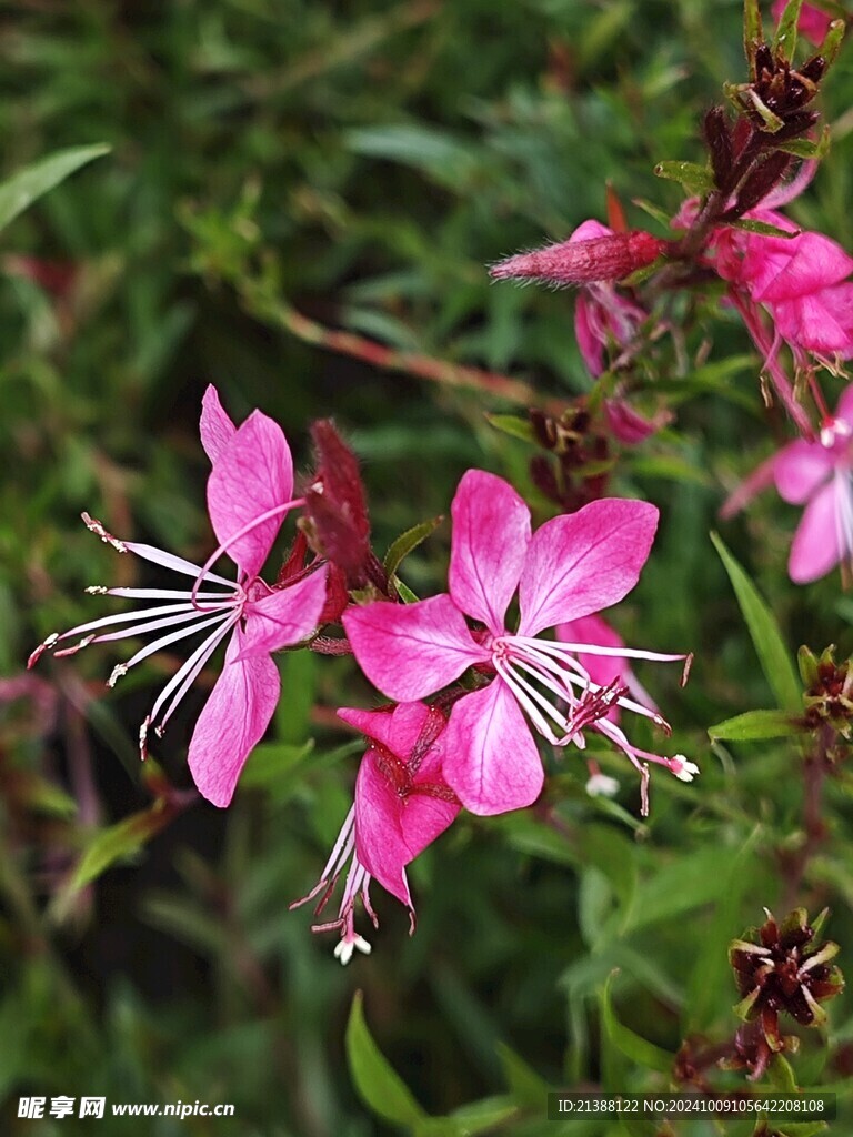 山桃草 玉蝶花