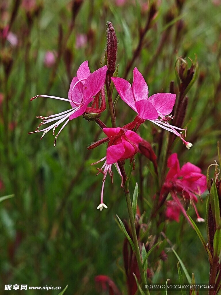 山桃草 玉蝶花