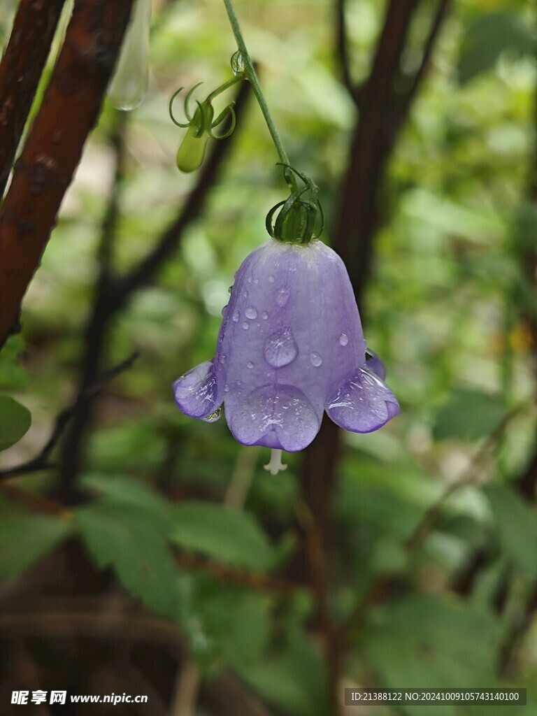 铃儿草 沙参