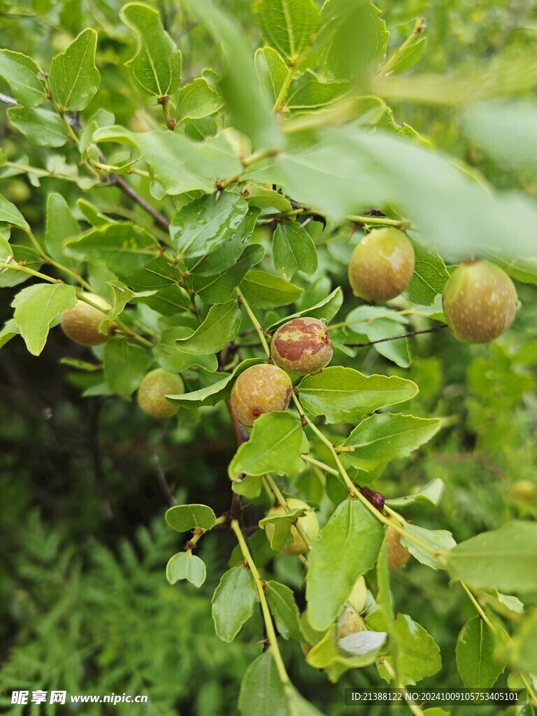 酸枣