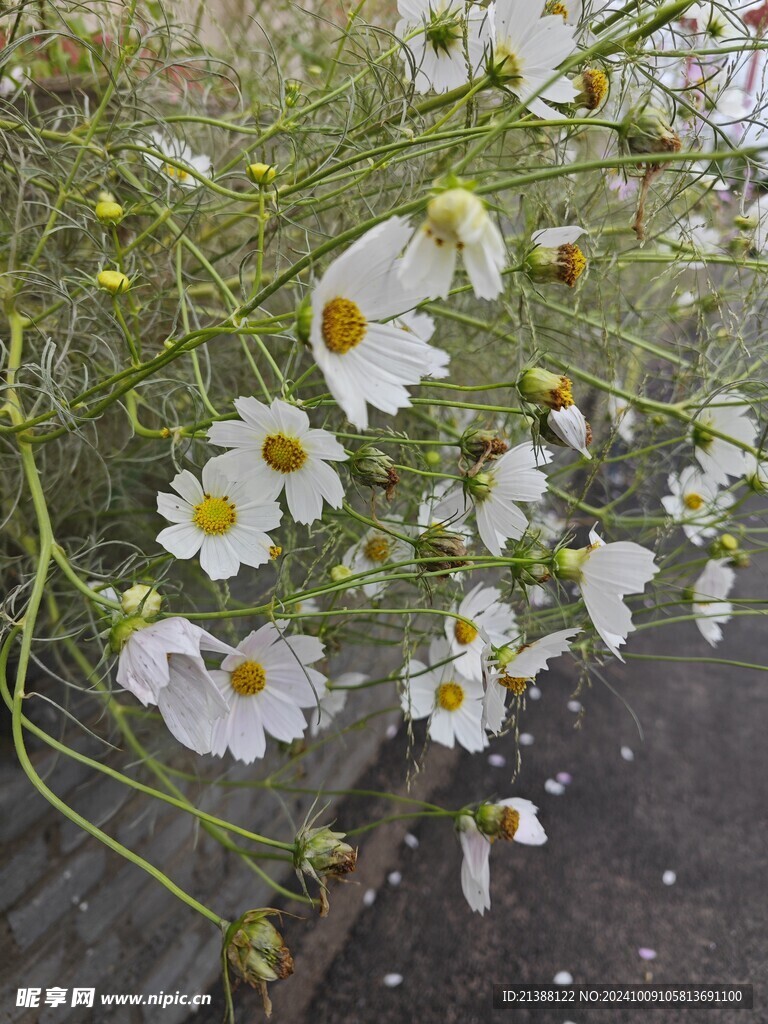 白色格桑花