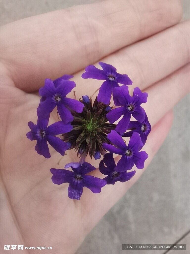 樱草