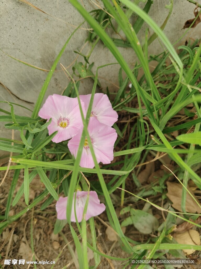 田旋花