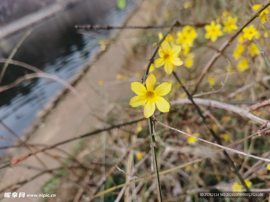 迎春花