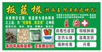 板蓝根新鲜