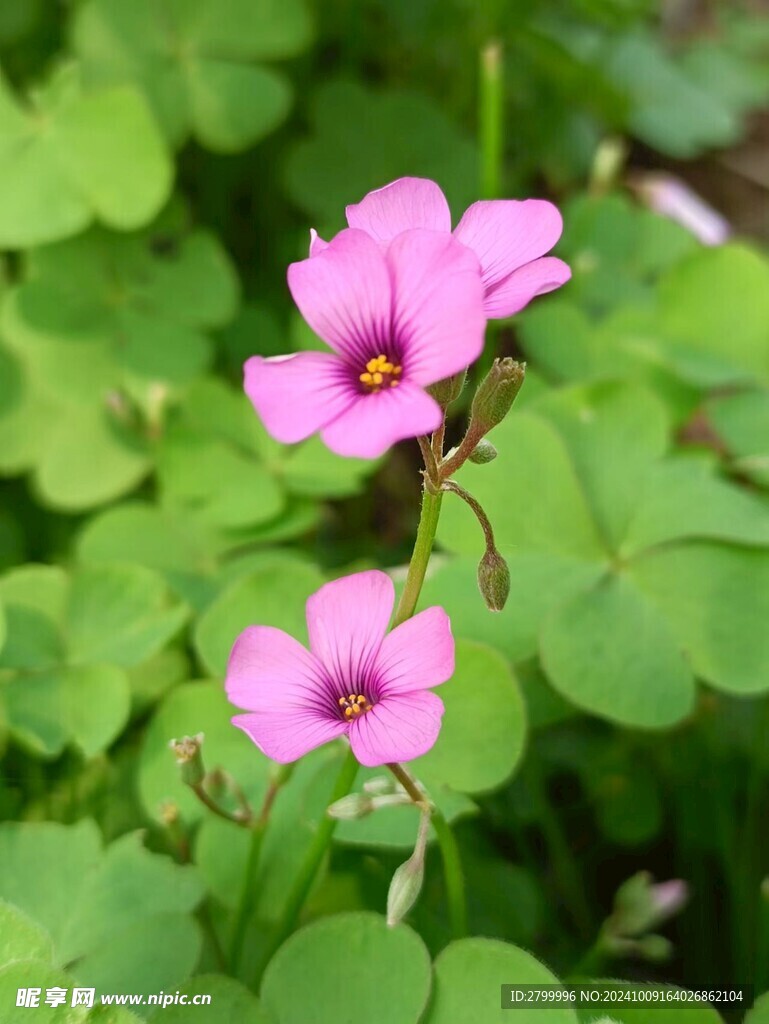 酢浆草