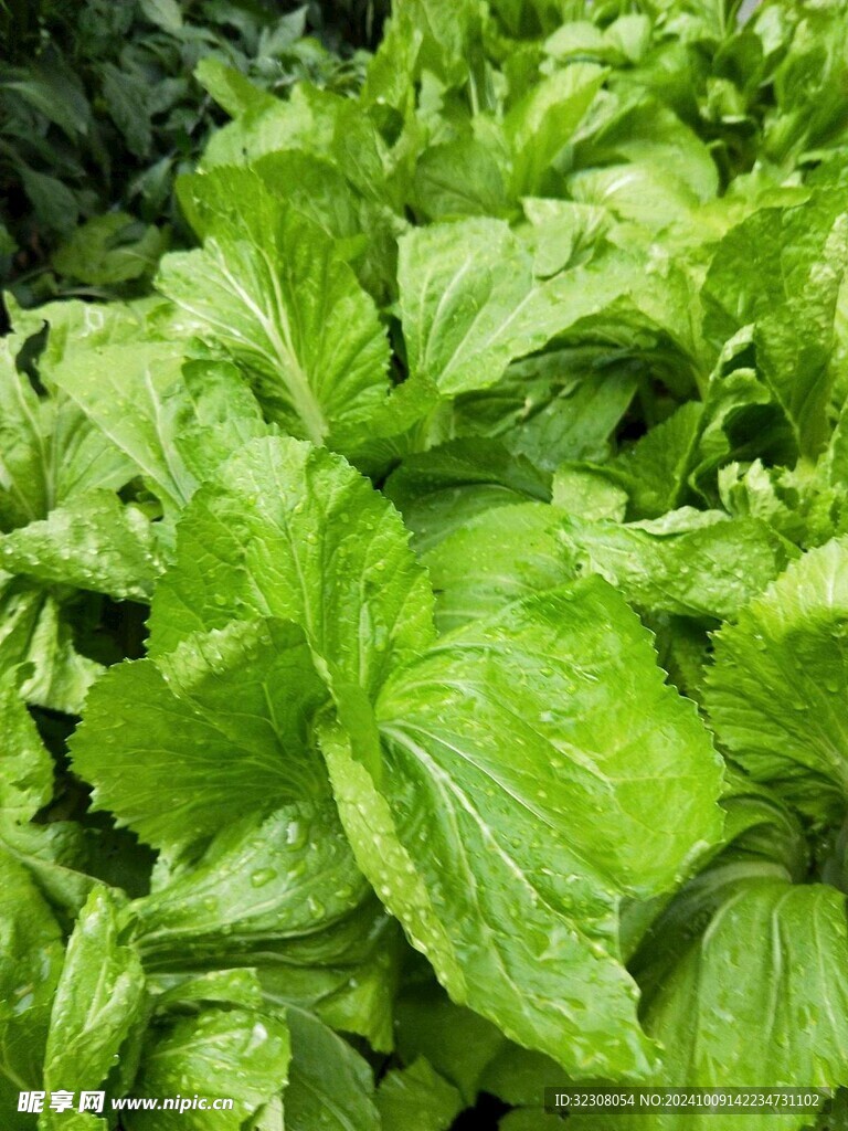 青菜 