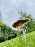 菌菇