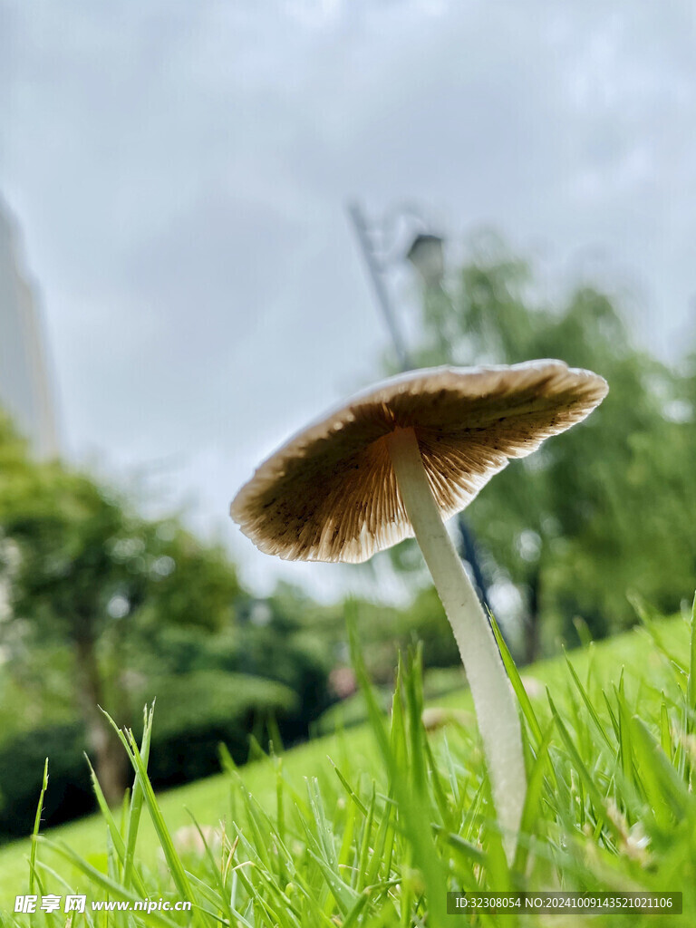 菌菇