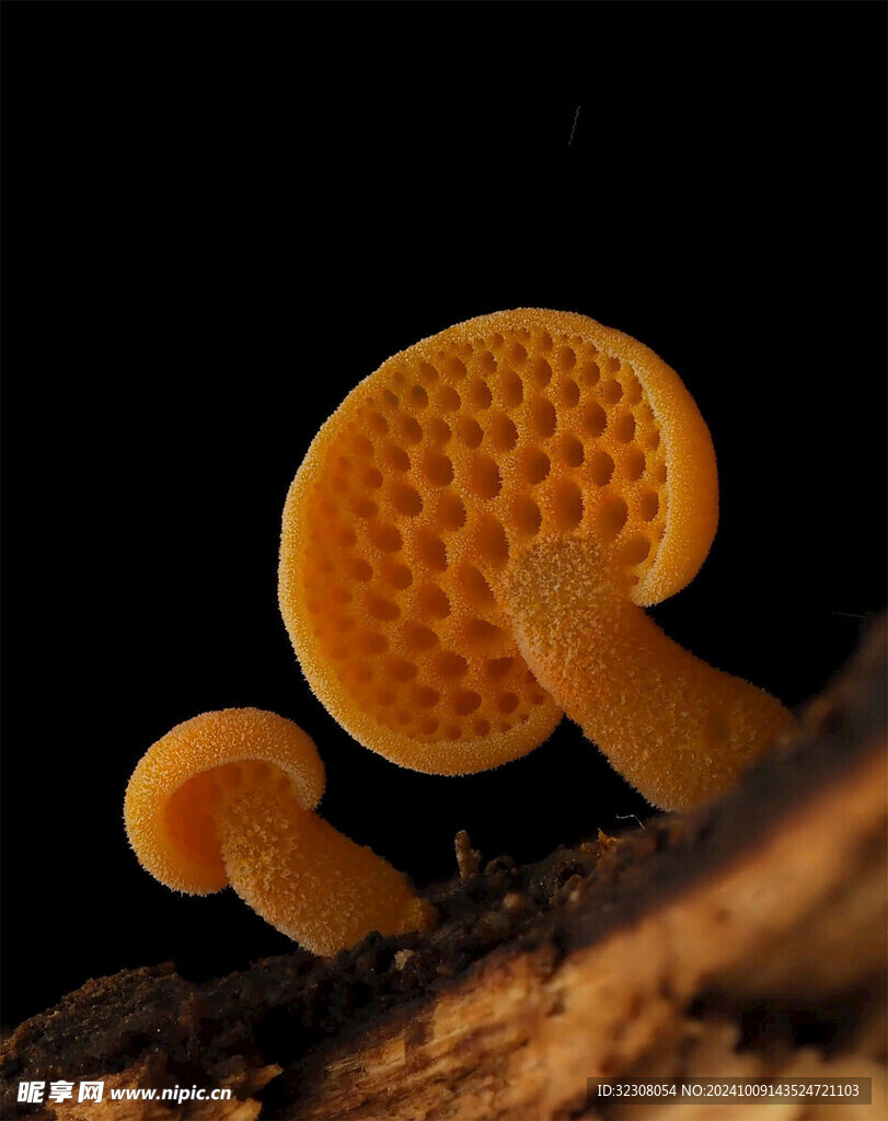 菌菇