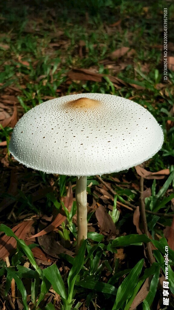 菌菇