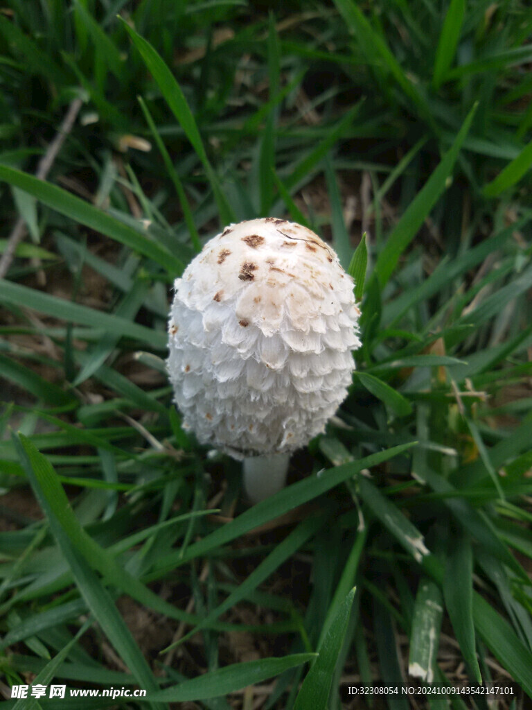 菌菇