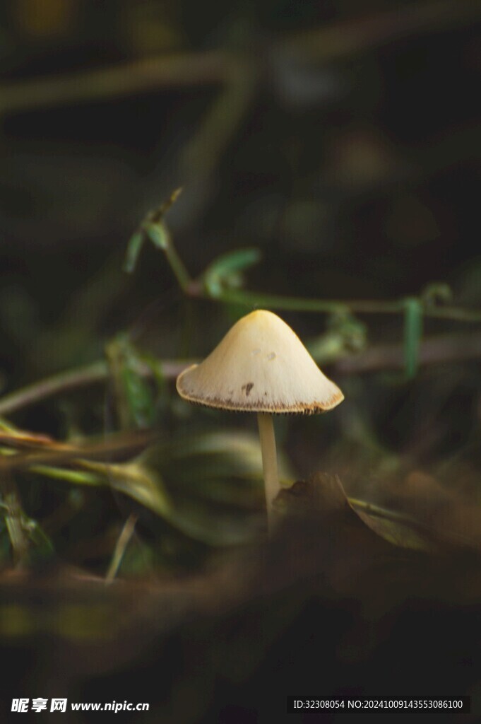 菌菇