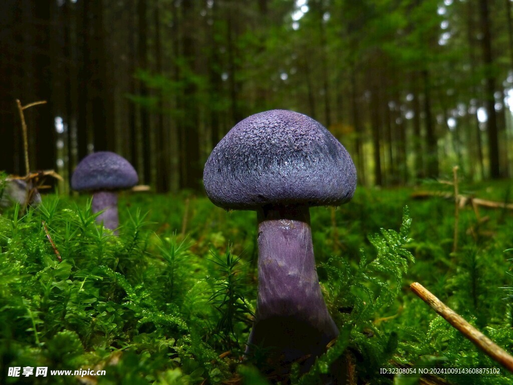 菌菇