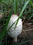 菌菇