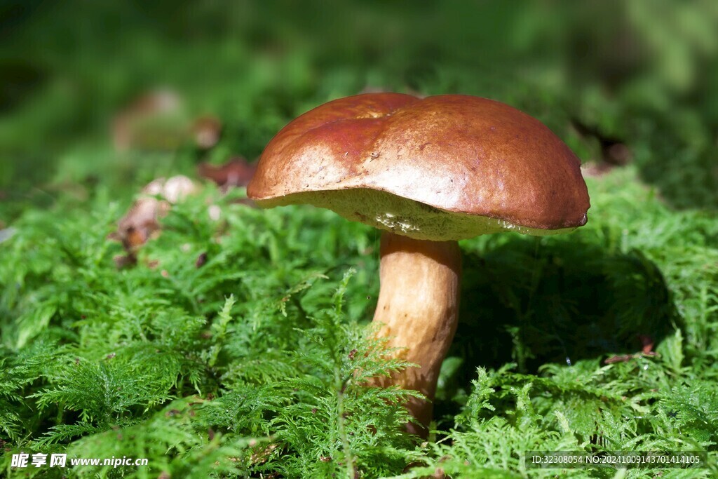菌菇