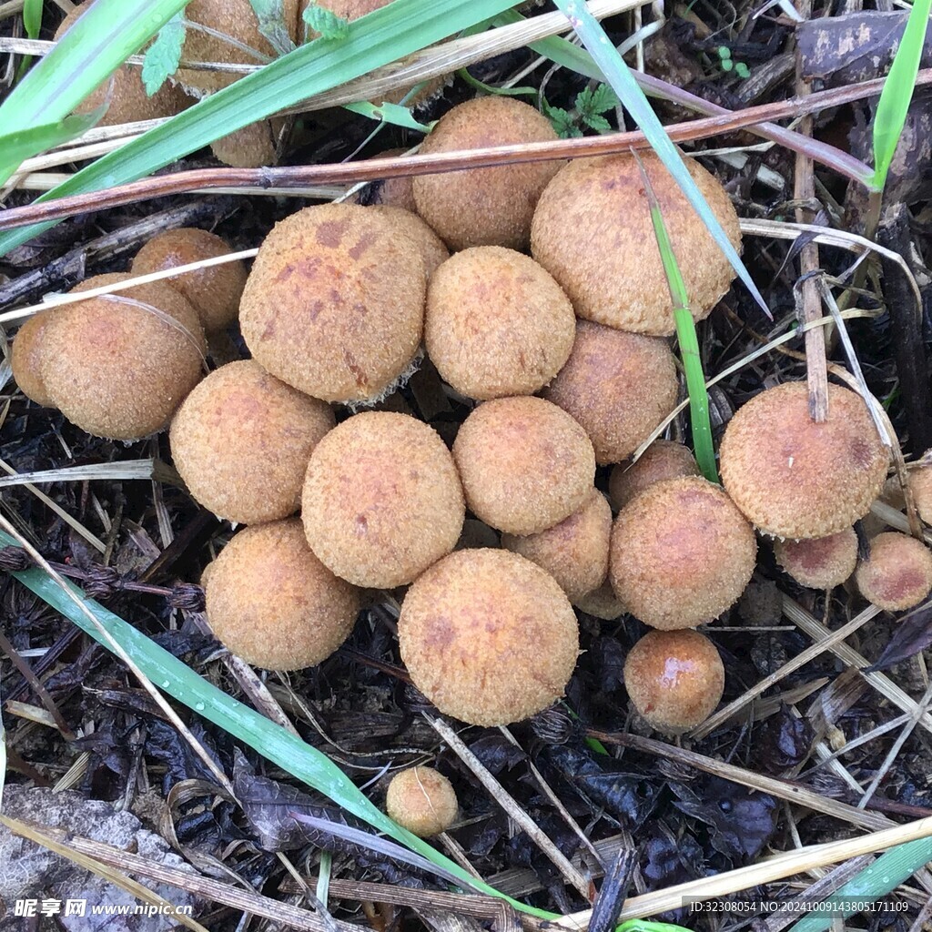 菌菇