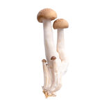 菌菇