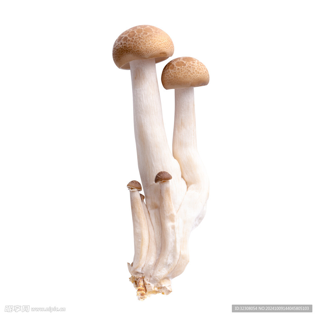 菌菇