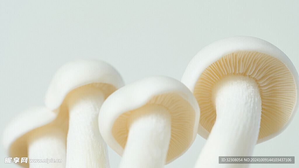 菌菇