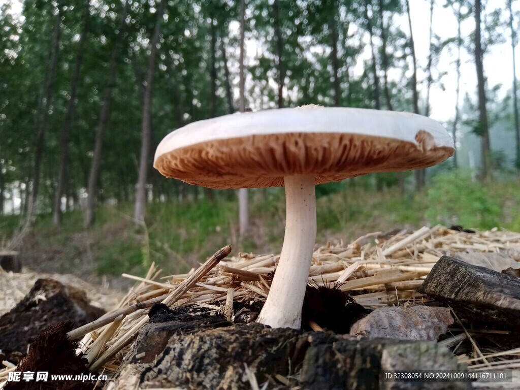 菌菇