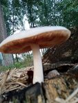 菌菇