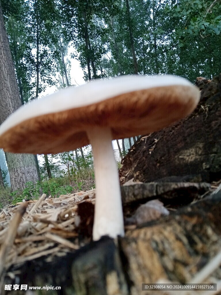 菌菇