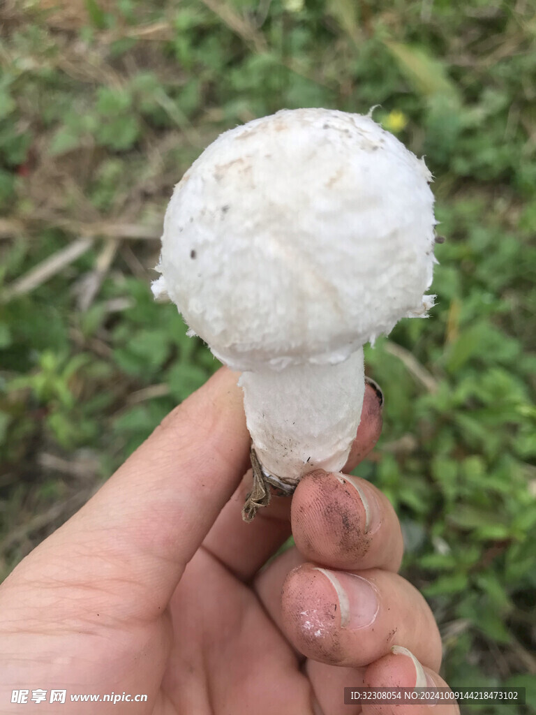 菌菇