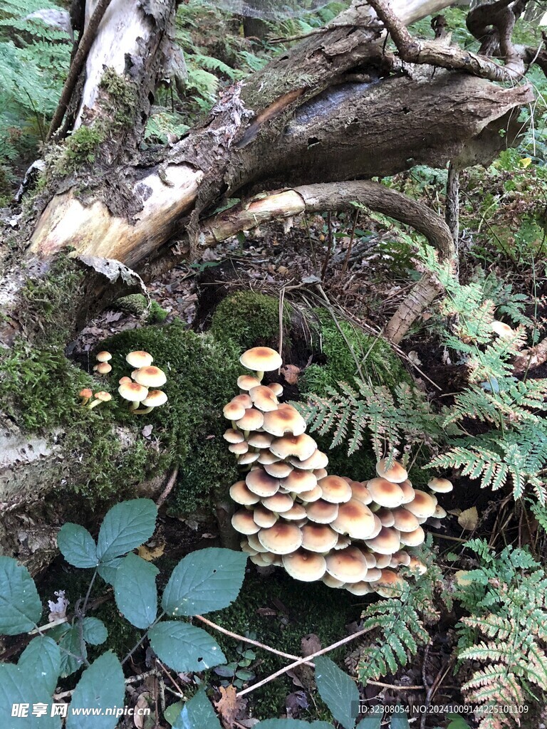 菌菇