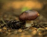 菌菇
