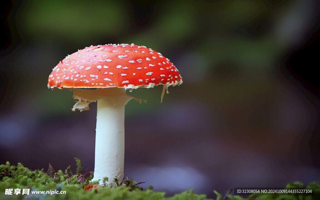 菌菇