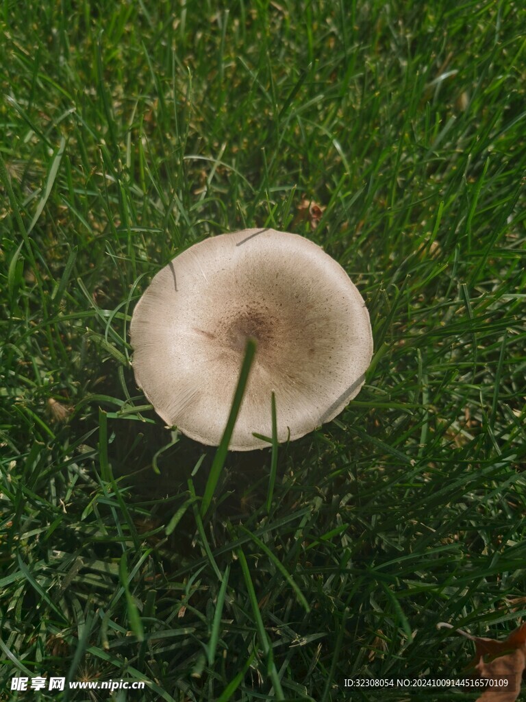 菌菇