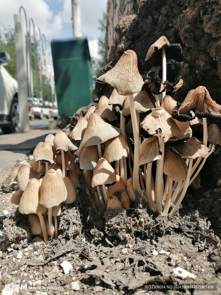 菌菇