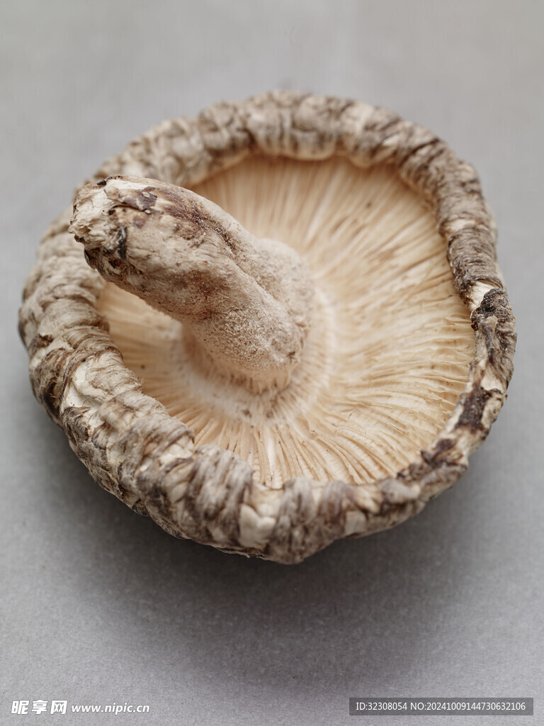 菌菇 