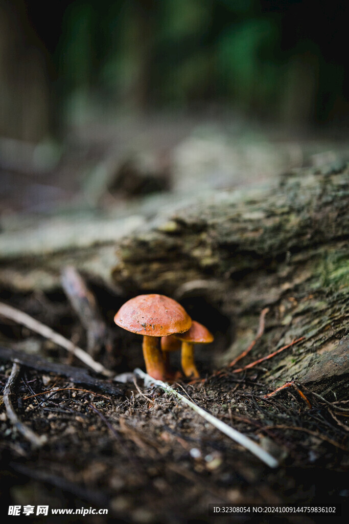 菌菇 