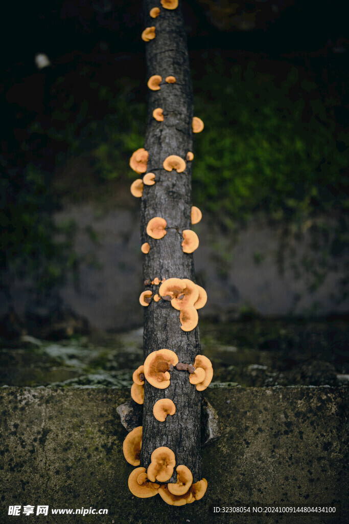 菌菇 