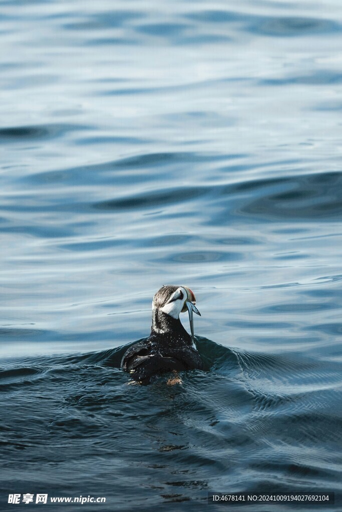 海雀