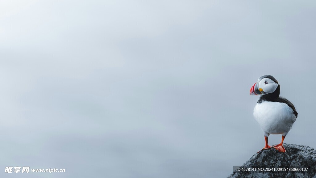 海雀