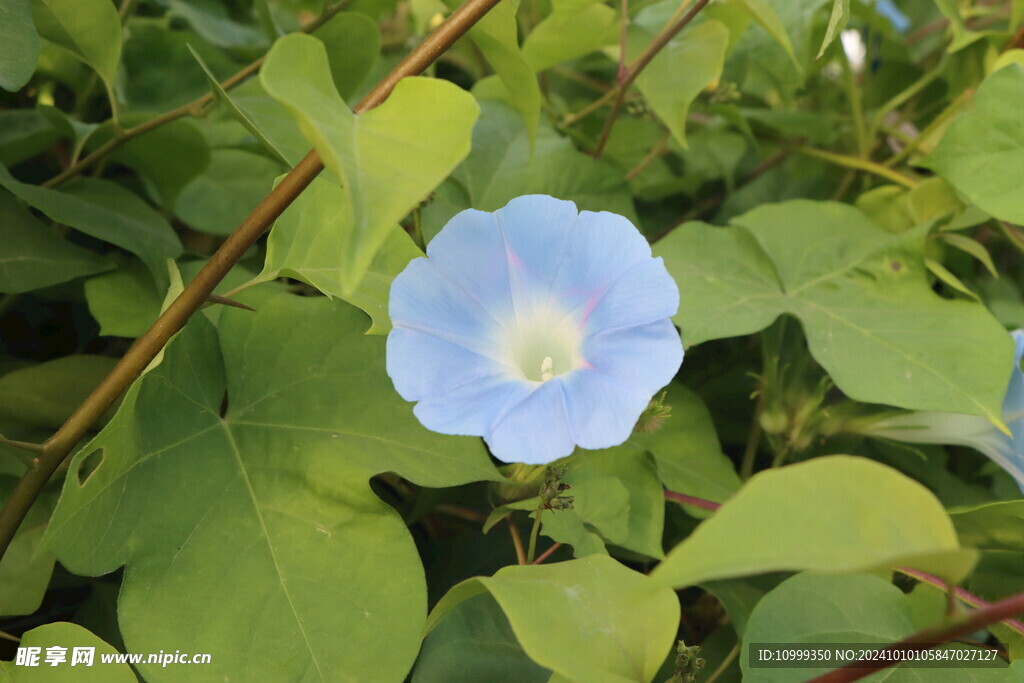 蓝色牵牛花