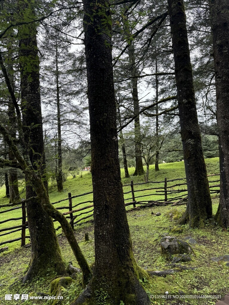 森林