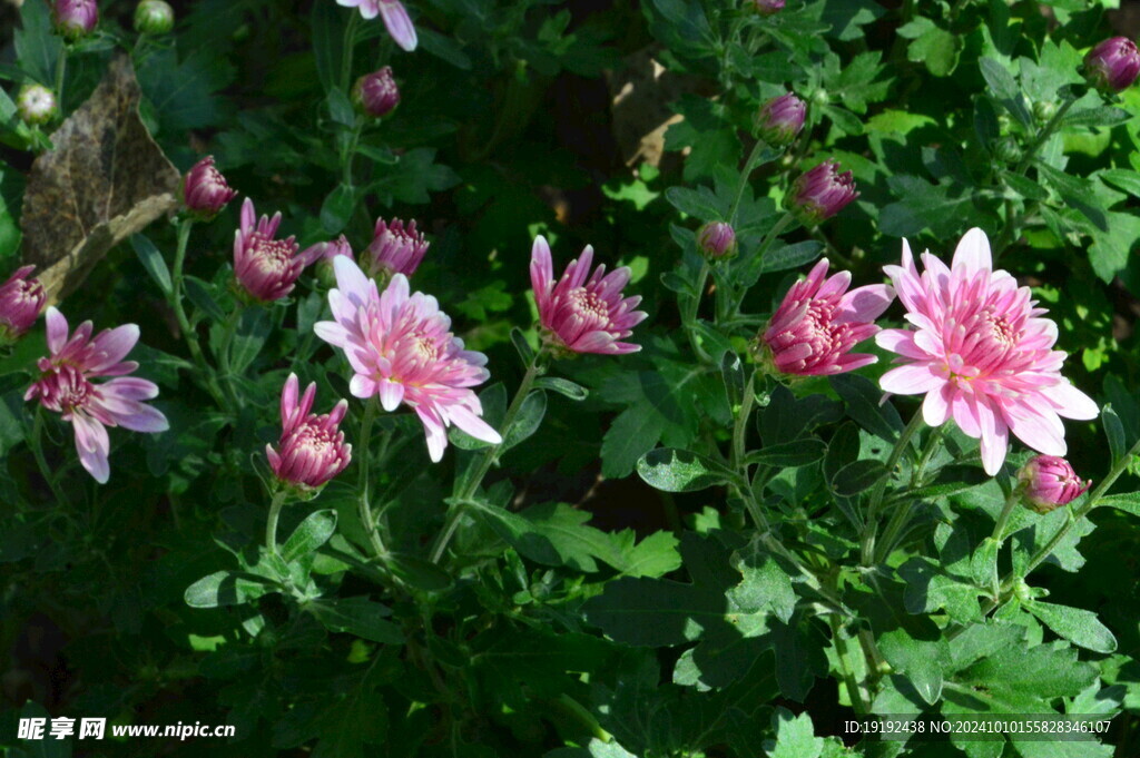 菊花  