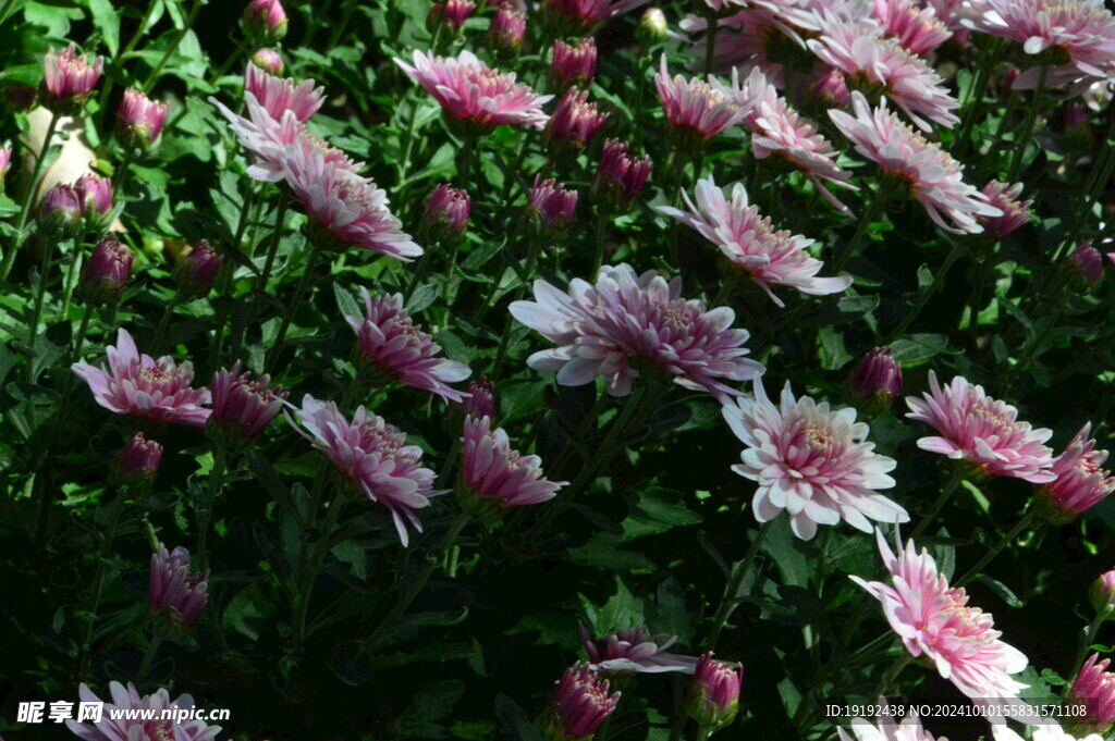 菊花  