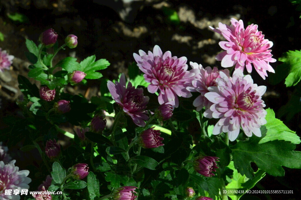 菊花  