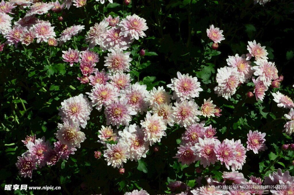 菊花 