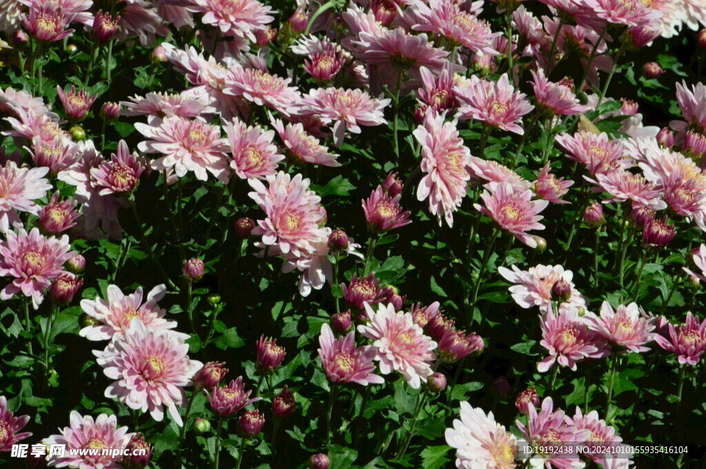 菊花 